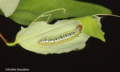 Dorsal view of a mature larva, Summer generation, of Agathodes designalis Guenée feeding on leaves of Erythrina herbacea. 