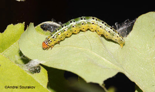 Lateral view of a mature larva, Summer generation, of Agathodes designalis Guenée feeding on leaves of Erythrina herbacea.