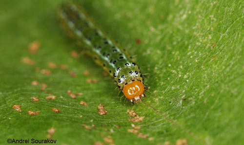Frontal view of a mature larva, Summer generation, of Agathodes designalis Guenée feeding on leaves of Erythrina herbacea.