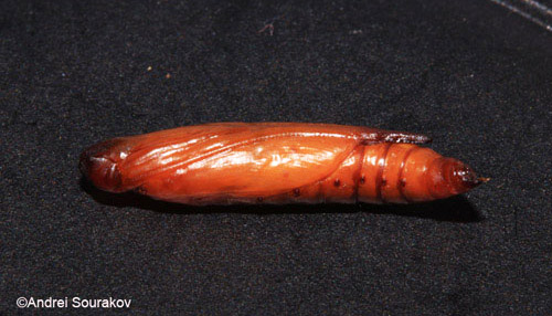 Lateral view of pupa of Agathodes designalis Guenée. Photographed in Gainesville, Florida. 