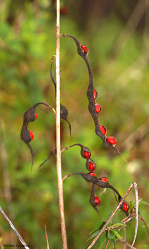 Coral bean, Erythrina herbacea, a hostplant of Terastia meticulosalis Guenée, as seen in August with pods open and seeds exposed. 