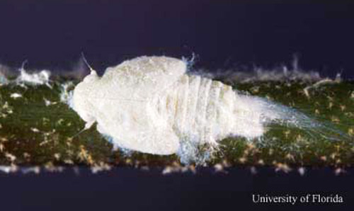 Nymph of the citrus flatid planthopper, Metcalfa pruinosa (Say). 