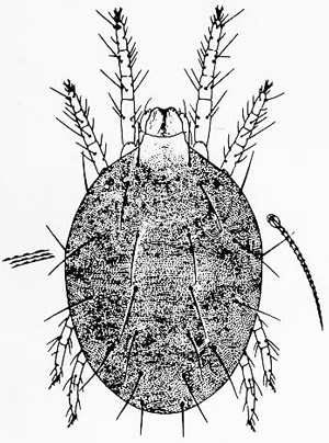 Adult female southern red mite, Oligonychus ilicis (McGregor), dorsal view.