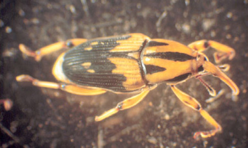 Color pattern of the adult silky cane weevil, Metamasius hemipterus sericeus (Olivier). 
