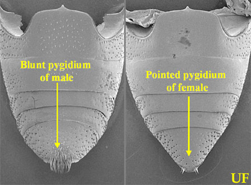 SEM comparison, ventral view of male and female pygidium, of the silky cane weevil, Metamasius hemipterus sericeus (Olivier).