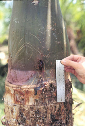 Damage to spindle palm by the silky cane weevil, Metamasius hemipterus sericeus (Olivier). 