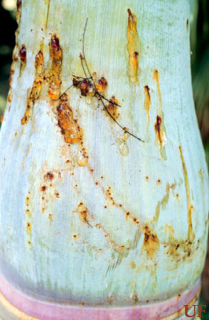 Closeup of damage to spindle palm by the silky cane weevil, Metamasius hemipterus sericeus (Olivier). 