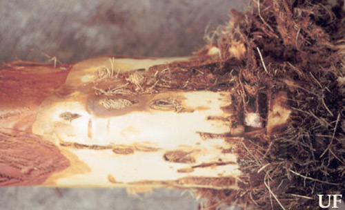 Damage to Canary Island date palm by the silky cane weevil, Metamasius hemipterus sericeus (Olivier).