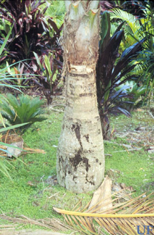 Damage to royal palm by the silky cane weevil, Metamasius hemipterus sericeus (Olivier). 