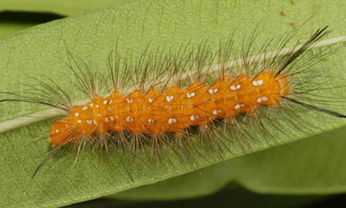 Larva of the spotted oleander caterpillar, Empyreuma affinis Rothschild. The head is to the left. 