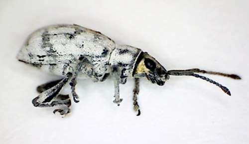 Adult Myllocerus undecimpustulatus undatus Marshall with yellowish coloration of head. 