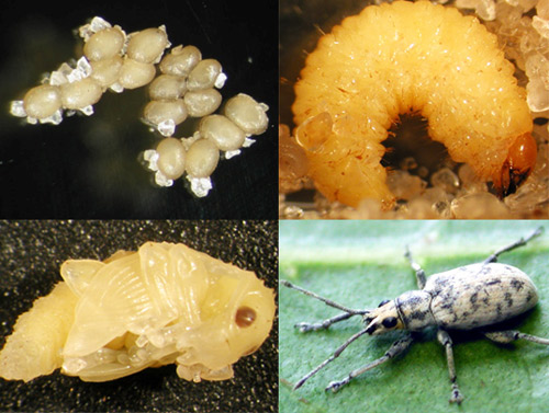 Life cycle of Myllocerus undecimpustulatus undatus Marshall eggs, larva, pupa, and adult life stages.