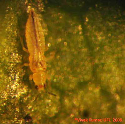 Dorsal view of adult female chilli thrips, Scirtothrips dorsalis Hood, feeding on cotton leaf. 