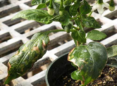 Feeding scars on pepper plant leaves due to an infestation of the chilli thrips, Scirtothrips dorsalis Hood. 