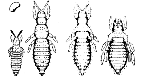 From left to right: egg and first larval stage, second larval stage, first pupal stage, second pupal stage. 