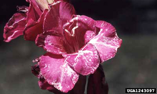 Flower damage caused by feeding of the gladiolus thrips, Thrips simplex (Morison). 
