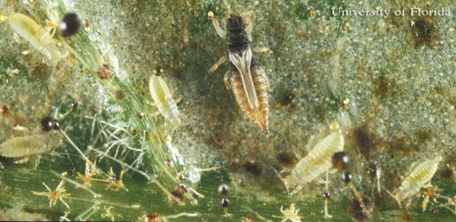 Adult and immature greenhouse thrips, Heliothrips haemorrhoidalis (Bouché). 