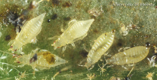 Larvae and pupae of the greenhouse thrips, Heliothrips haemorrhoidalis (Bouché). 