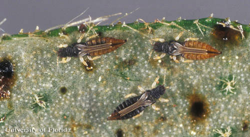 Adult greenhouse thrips, Heliothrips haemorrhoidalis (Bouché), with feeding damage and fecal specks. 