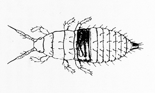 Redbanded thrips nymph.