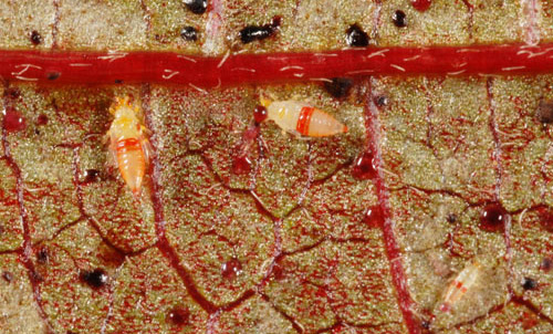 Immature redbanded thrips, Selenothrips rubrocinctus (Giard), and excrement pellets.