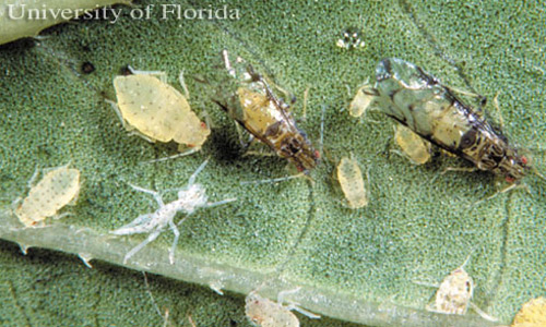 Adults, nymphs and cast skin (exuviae) of the crapemyrtle aphid, Sarucallis kahawaluokalani (Kirkaldy). 