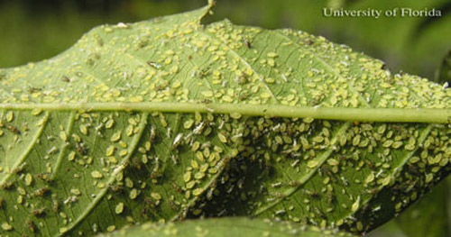 Apalachee' crape myrtle (Lagerstroemia indica x Lagerstroemia faurie) with a crapemyrtle aphid, Sarucallis kahawaluokalani (Kirkaldy), infestation that has reached damaging levels. 
