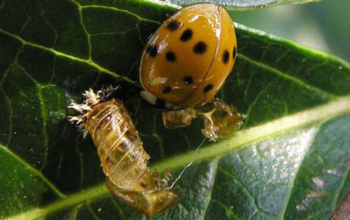 The multicolored Asian lady beetle, Harmonia axyridis, after eclosion (emergence) as an adult. Pupal skin can be seen on the leaf surface. 