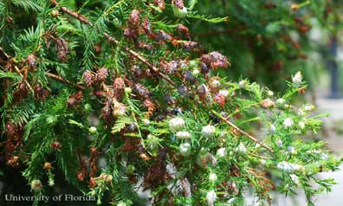 Unsightly drooping cypress branch caused by weight of galls of the cypress twig gall midge, Taxodiomyia cupressiananassa (Osten Sacken)