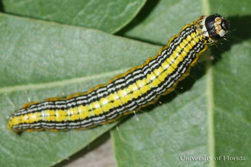 The larva of the mahogany webworm