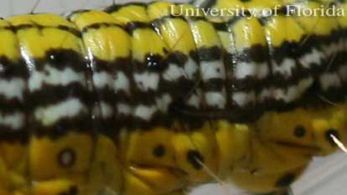 Lateral view of section of abdomen of larva of the mahogany webworm