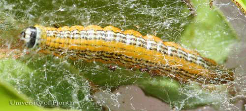 A mahogany webworm larva