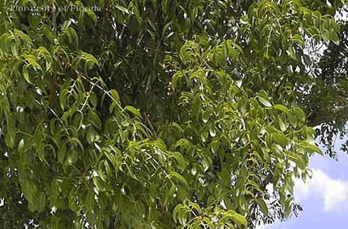 Mature foliage of West Indies mahogany