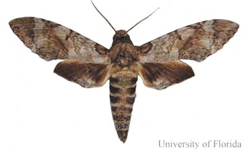 Pseudosphinx tetrio (Linnaeus) adult; dorsal view; wingspan 12.5 cm. 
