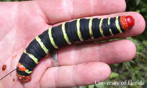 Pseudosphinx tetrio (Linnaeus) larva showing relative size on adult hand; Maricao Forest, Puerto Rico. 
