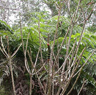 Pseudosphinx tetrio (Linnaeus) larvae defoliating a tree in Maricao Forest, Puerto Rico. 