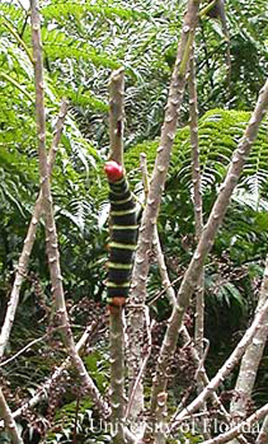 Closer view of Pseudosphinx tetrio (Linnaeus) larva defoliating a tree in Maricao Forest, Puerto Rico. 