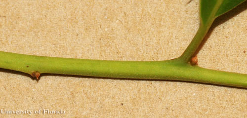 Silk bay, Persea borbonia (L.) Spreng, twig showing lack of stipular scar. 