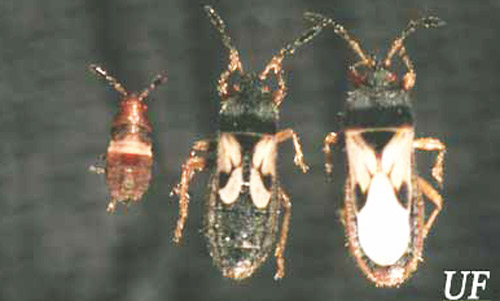 Nymph (left), and the short-winged (center) and long-winged adult forms of the southern chinch bug, Blissus insularis Barber.