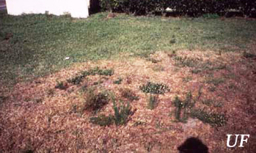 Damage to turfgrass caused by the southern chinch bug, Blissus insularis Barber. 
