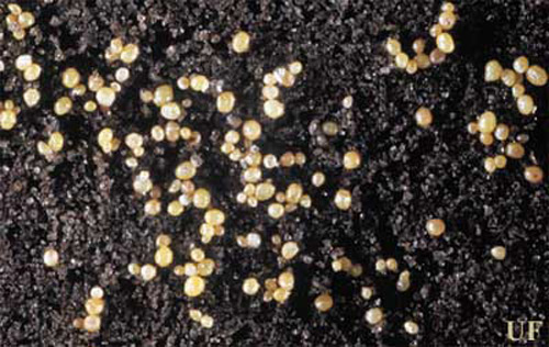 Various life stages of ground pearls