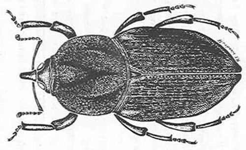 Adult hunting billbug, Sphenophorus venatus vestitus Chittenden. 