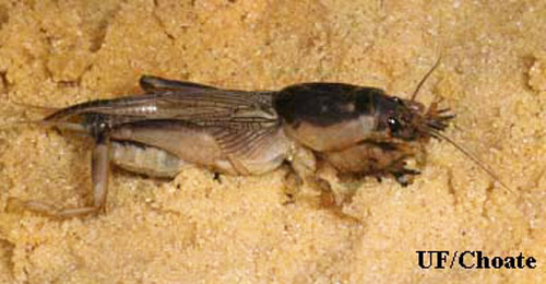 Adult southern mole cricket, Scapteriscus borellii Giglio-Tos. 
