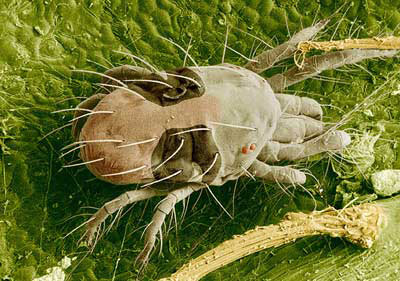 Scanning electron micrograph of a twospotted spider mite, Tetranychus urticae Koch, feeding on a rose leaf.