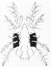 Twospotted spider mite, Tetranychus urticae Koch.