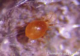 Adult predatory mite, Phytoseiulus persimilis. This mite is a predator of the twospotted spider mite, Tetranychus urticae Koch. 