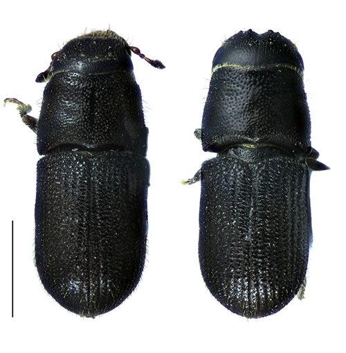 Figure 2. S-shaped galleries of southern pine beetle. Photograph by Jiri Hulcr, University of Florida.