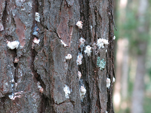 Figure 1. Pitch tubes of the southern pine beetle, Dendroctonus frontalis Zimmermann, on the outer bark. Photograph by Jiri Hulcr, University of Florida.