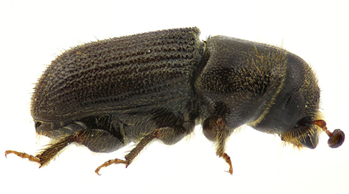 Figure 4. Lateral view of southern pine beetle. Photograph by Jiri Hulcr, University of Florida.