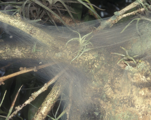 Archipsocus nomas Gurney silken web on Ilex sp. 